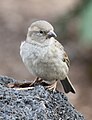 House Sparrow