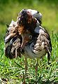 Preening male ruff (Calidris pugnax)