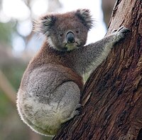 コアラ（koala）。もともとは、オーストラリアにいた動物。