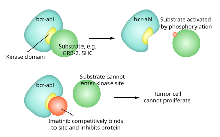 Mechanism of action of imatinib