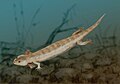 Microbrachis, un amphibien lépospondyle.