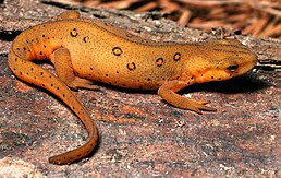 Східноамериканський тритон (Notophthalmus viridescens)