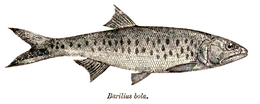 Szivárványos ökle (Rhodeus sericeus)