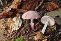 Mycena rosea