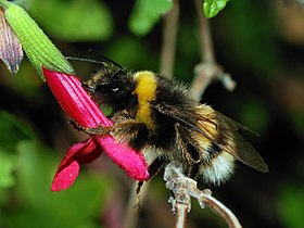 Bombus terrestris