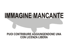 Immagine di Herreraichthys coahuilensis mancante