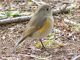 Mėlynuodegė (Tarsiger cyanurus)