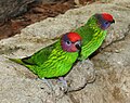 Goldie's Lorikeet