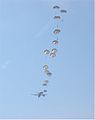 Parachutists dropping out of a Hercules in commemoration of Operation Market Garden. Ginkelse Heide near Ede - 16 September 2006