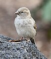 House Sparrow