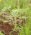 Lupinus princei