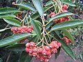 Plody blýskalky Davidovy (Photinia davidiana)