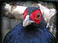 Male Salvadori's pheasant