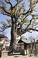 須賀神社　クスノキ