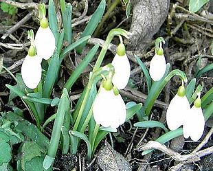 Vintergæk (Galanthus nivalis).