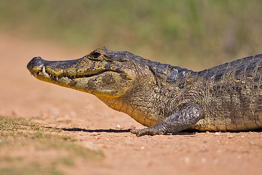 Кајман (лат. Caiman yacare)