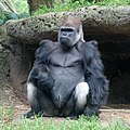 Gorilla gorilla