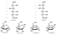 HexosesHemiacetal.png