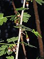 * Nomination Ribes divaricatum (Spreading Gooseberry) flowers, leaves and thorns.--Wsiegmund 18:27, 6 August 2010 (UTC) * Promotion  Comment The quality is – at least in parts – very good, but the overall composition is confusing. Maybe a crop would help? --Quartl 07:52, 9 August 2010 (UTC)  Comment I cropped the bottom right and made other minor adjustments. Thank you for the comments.--Wsiegmund 04:11, 10 August 2010 (UTC) Thanks, I support now. --Quartl 09:43, 10 August 2010 (UTC)