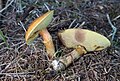 Suillus grevillei