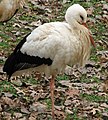 White Stork