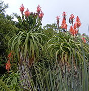 Aloe pluridens ("French Aloe")