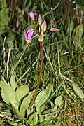 Primula pauciflora (Syn. Dodecatheon pulchellum)