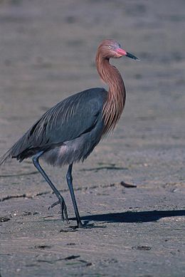 Rausvasis garnys (Egretta rufescens)