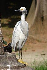 Aigrette neigeuse ou Egretta thula