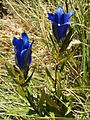 Sinine emajuur (Gentiana pneumonanthe)