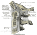 Coupe médiale du compartiment postérieur du foramen magnum.