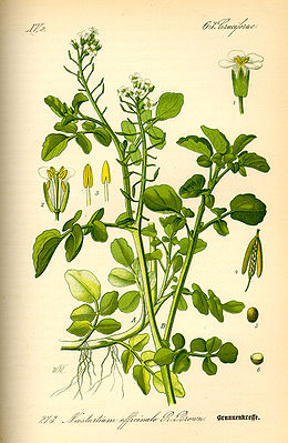 Paprastasis rėžiukas (Nasturtium officinale)