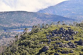 尾根沿いに並ぶコメツガ（長野県北横岳）