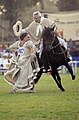 Un chalán en caballo de paso bailando marinera.