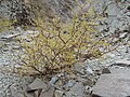 Prosopis alpataco, es un arbusto característico de esta formación.