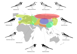 Distribución de les subespecies.