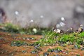 Très petites fleurs dans la jungle