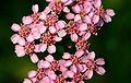 Achillea millefolium (dettaglio dell'infiorescenza)