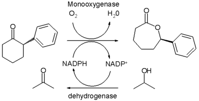 Oxydation de Baeyer-Villiger biocatalytique