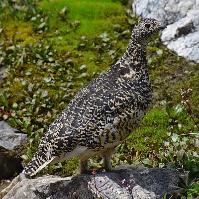 Spruce grouse hen