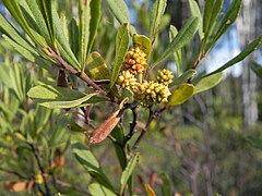 Fleurs de femelle prêtes à éclore