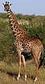 Giraffa tippelskirchi