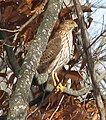 Juv Sharp Shinned Hawk