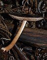 Pluteus perroseus