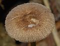 Pluteus readiarum