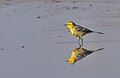 Terîhejoka serîzer (Motacilla citreola)