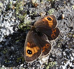 Description de l'image Erebia.rondoui.JPG.