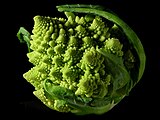 Romanesco broccoli