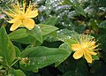 Hypericum hircinum