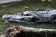 クロカイマン (Melanosuchus niger)